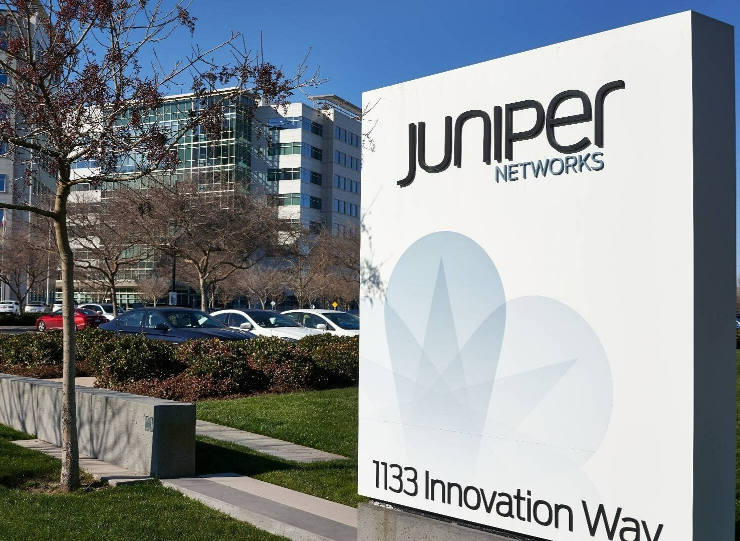 juniper-2-1